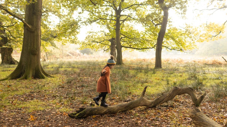 A child balances on across a fallen branch in a wooded area of parkland during autumn at Dunham Massey in Cheshire